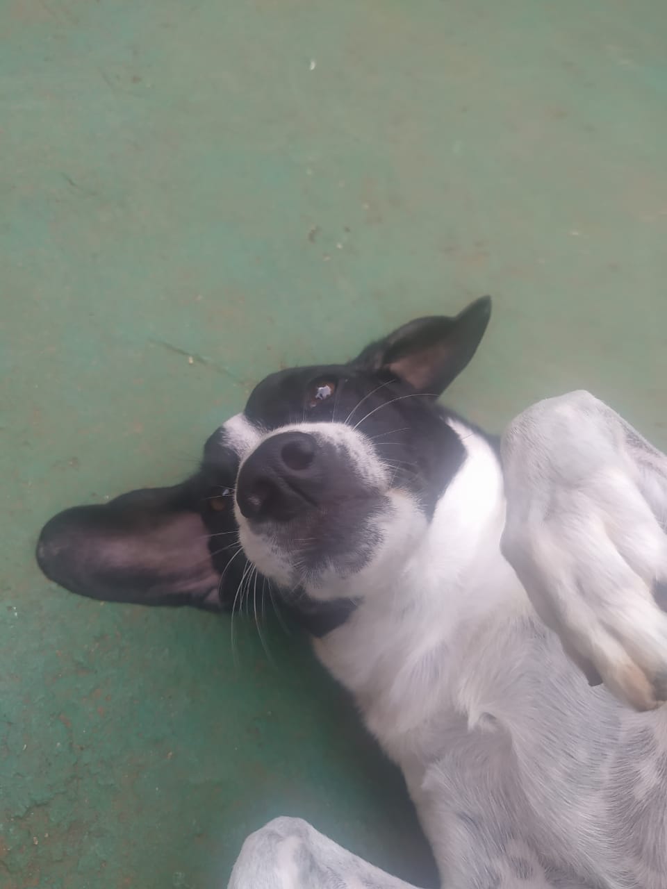 Foto do dia 18/12/2025 10:58  na clínica Animal House