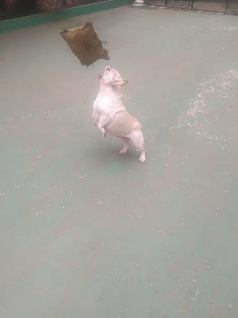 Foto do dia 19/12/2025 10:05  na clínica Animal House