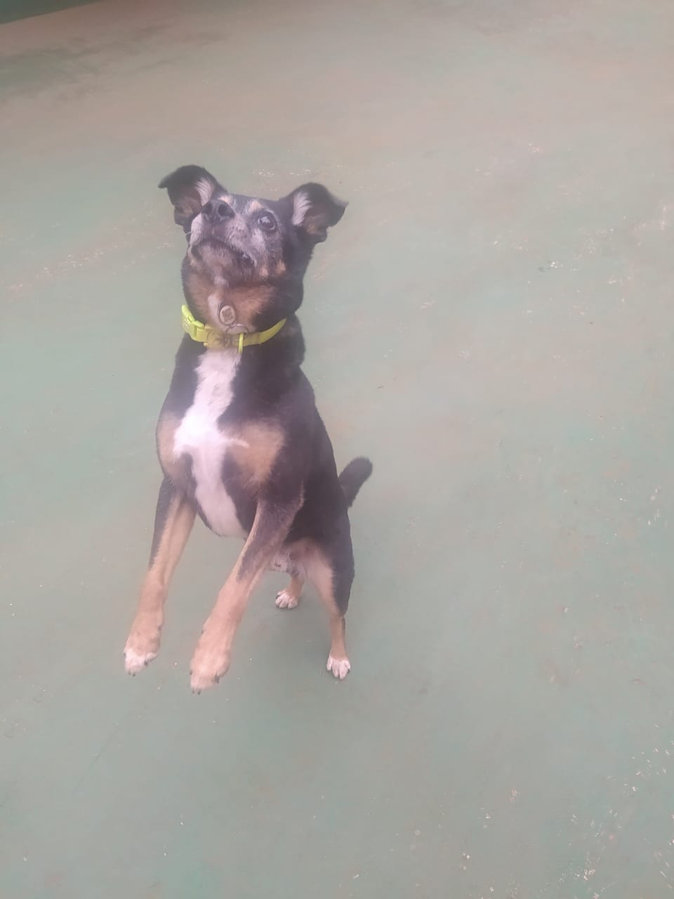 Foto do dia 19/12/2025 10:38  na clínica Animal House