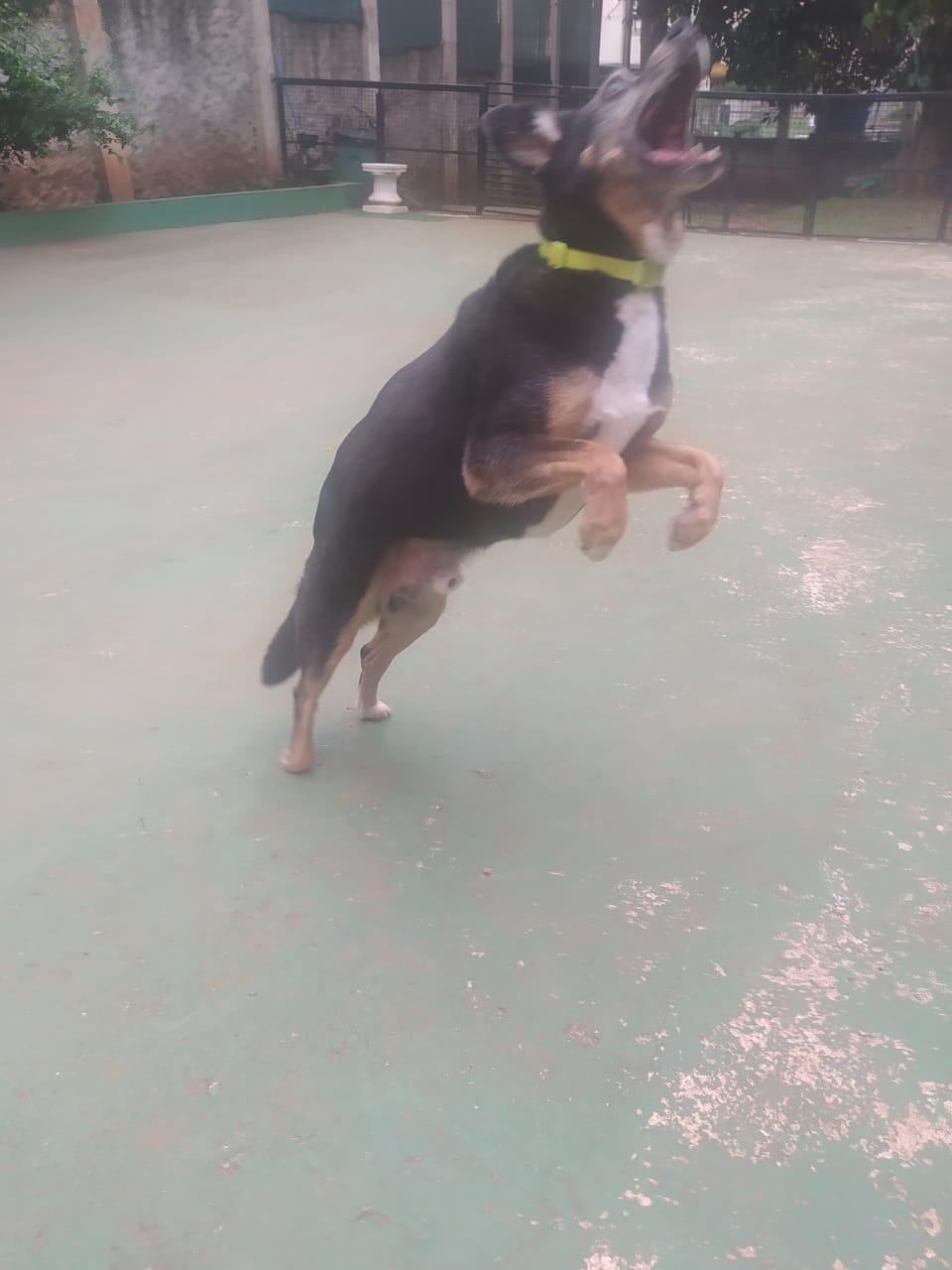 Foto do dia 19/12/2025 10:38  na clínica Animal House