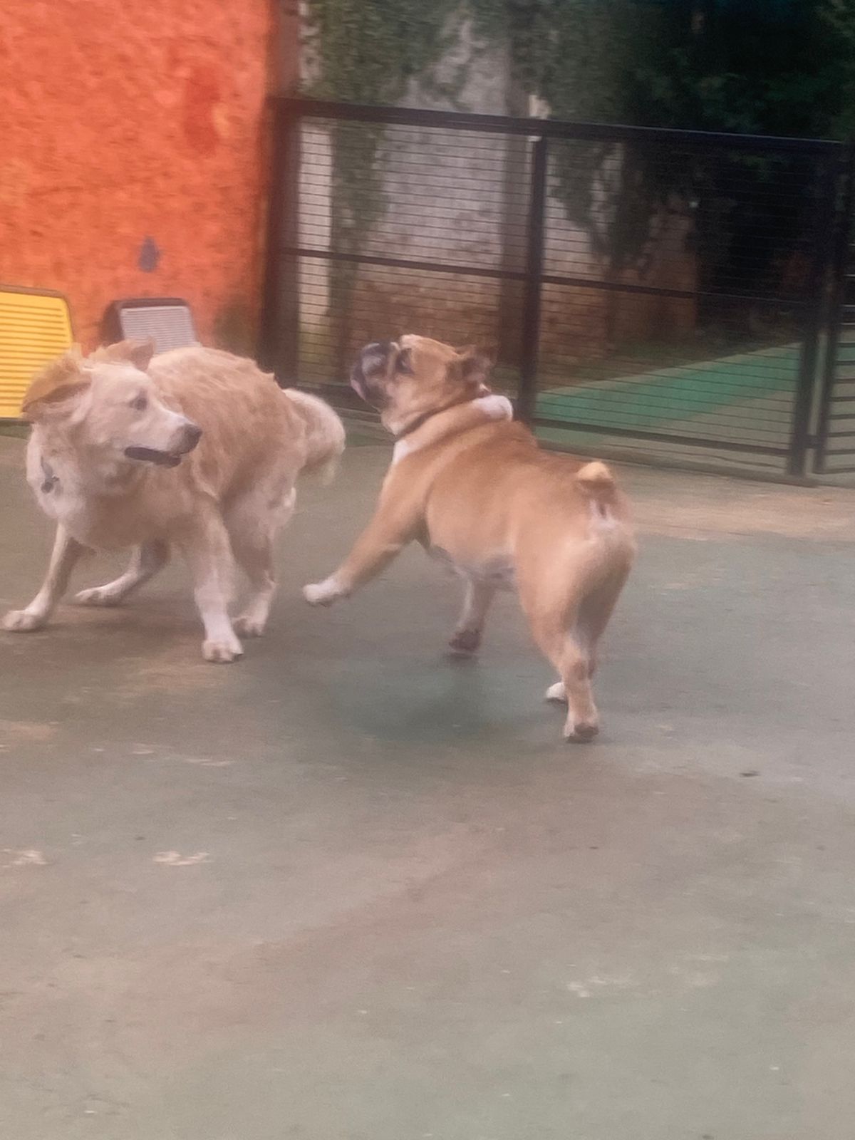 Foto do dia 22/12/2025 16:51  na clínica Animal House