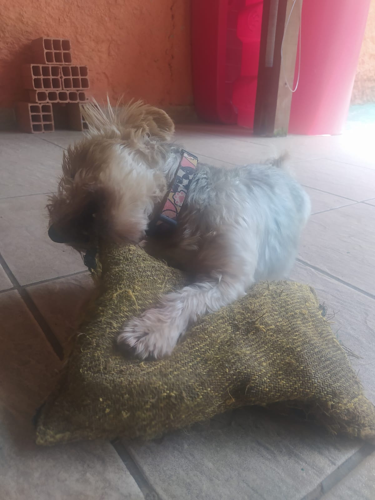 Foto do dia 06/01/2026 10:57  na clínica Animal House