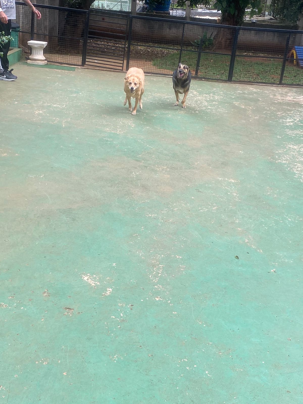 Foto do dia 06/01/2026 15:02  na clínica Animal House