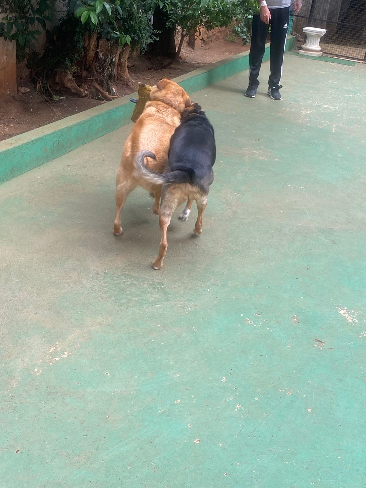 Foto do dia 06/01/2026 15:02  na clínica Animal House