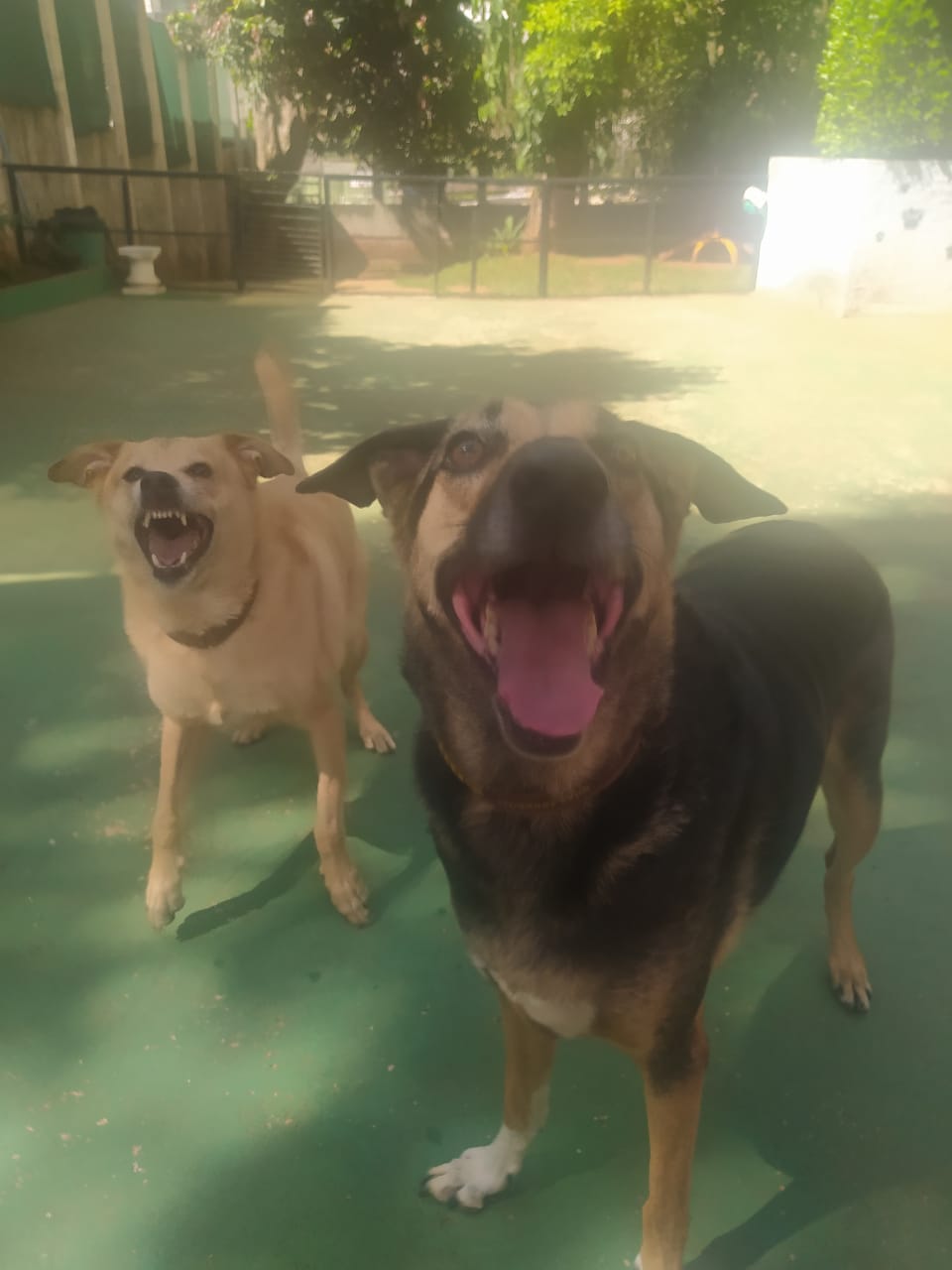 Foto do dia 07/01/2026 09:21  na clínica Animal House