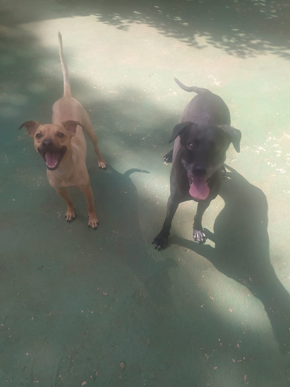 Foto do dia 07/01/2026 09:43  na clínica Animal House