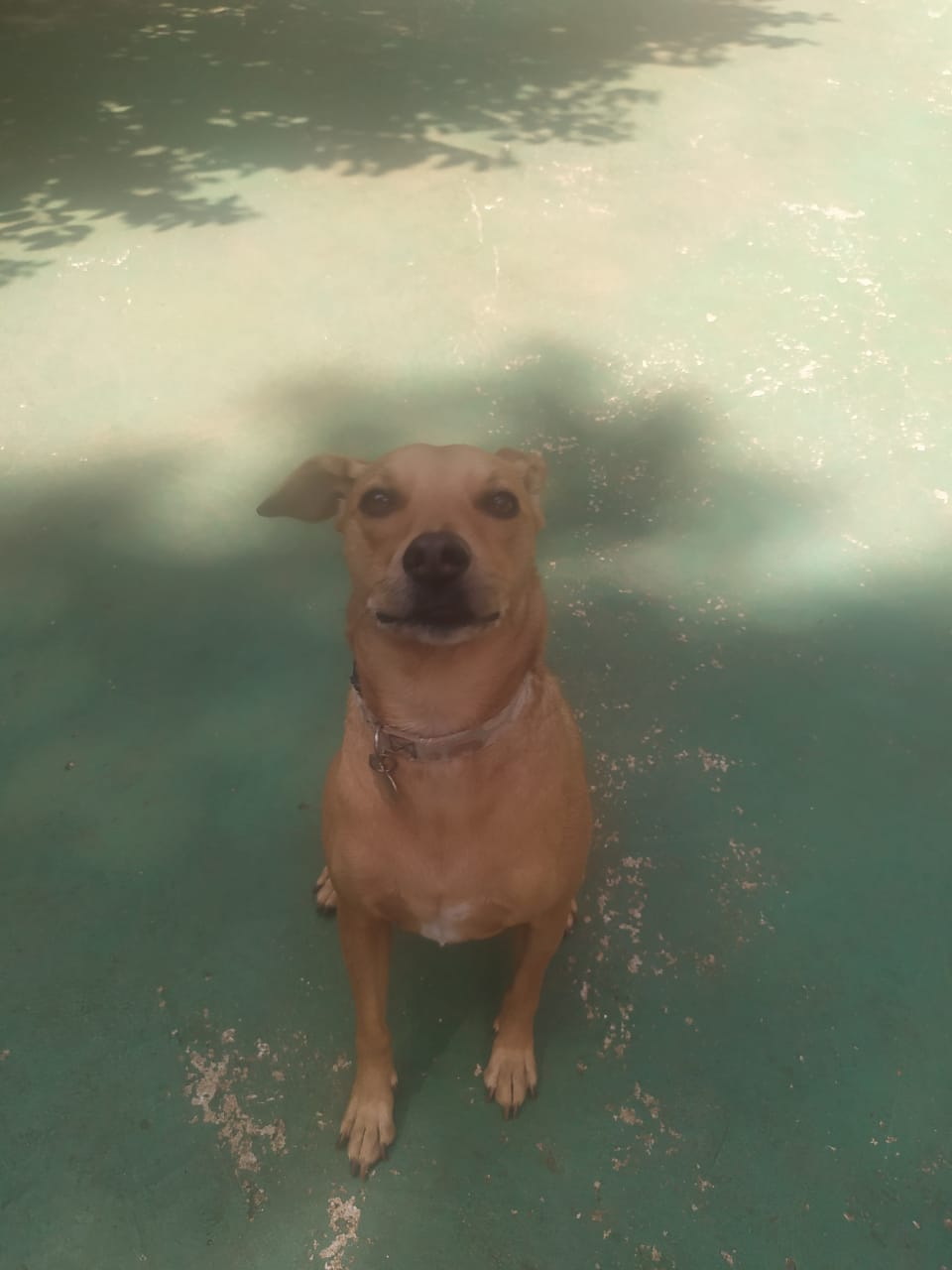 Foto do dia 07/01/2026 10:00  na clínica Animal House