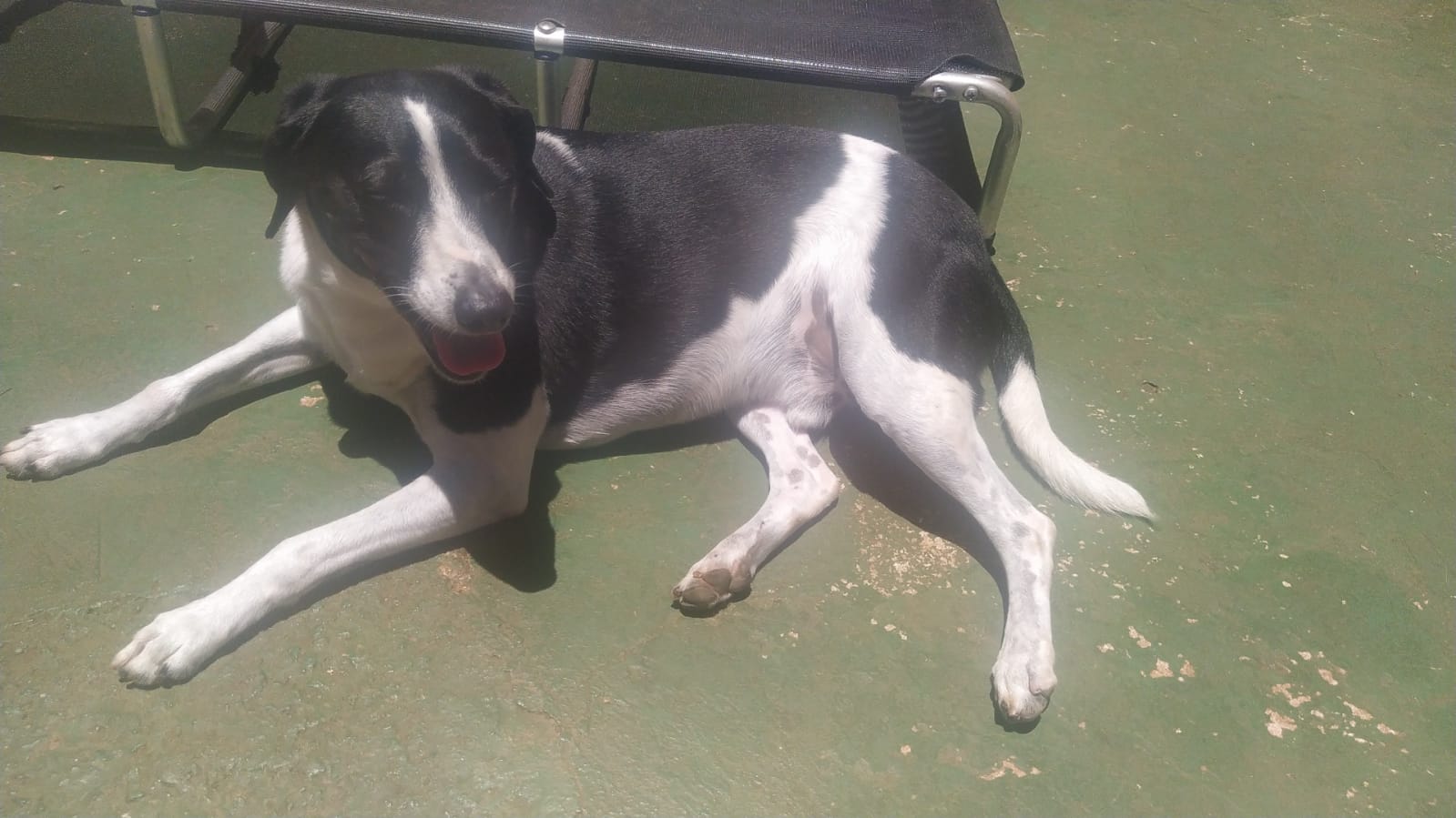 Foto do dia 07/01/2026 12:24  na clínica Animal House