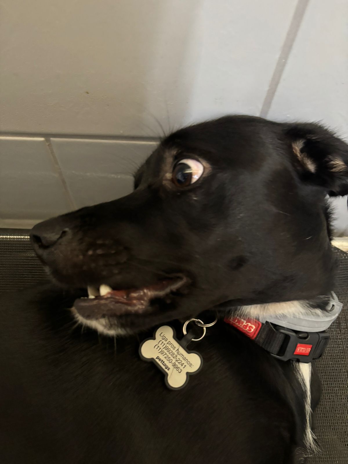 Foto do dia 08/01/2026 17:32  na clínica Animal House