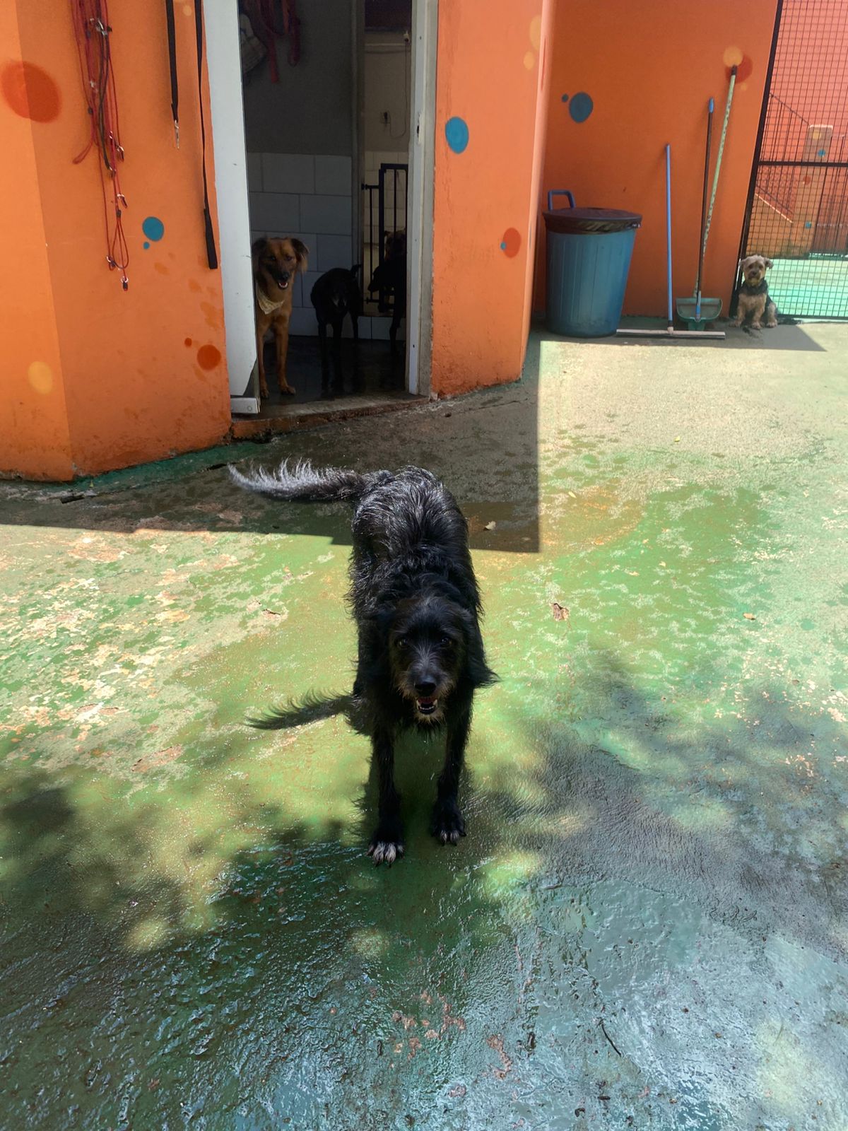 Foto do dia 09/01/2026 12:09  na clínica Animal House