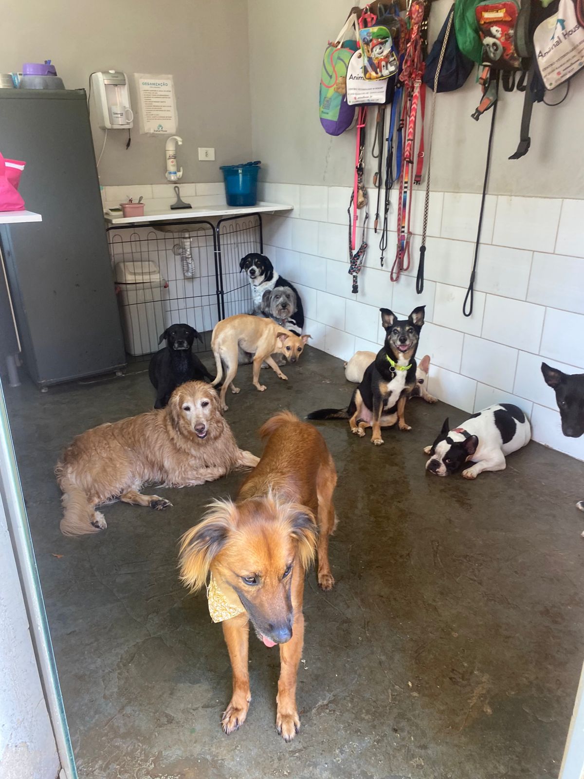 Foto do dia 09/01/2026 12:09  na clínica Animal House