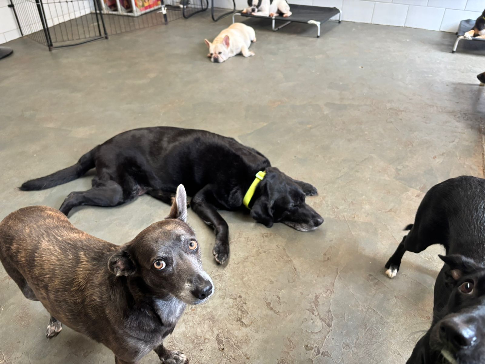 Foto do dia 09/01/2026 14:52  na clínica Animal House