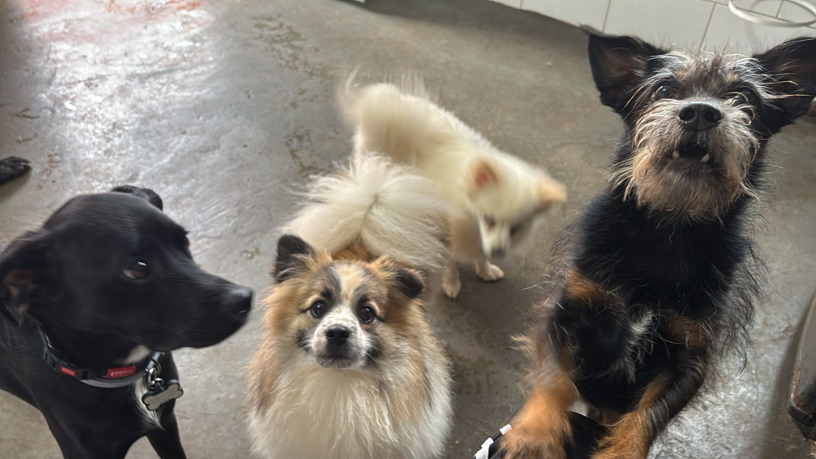 Foto do dia 13/01/2026 10:23  na clínica Animal House