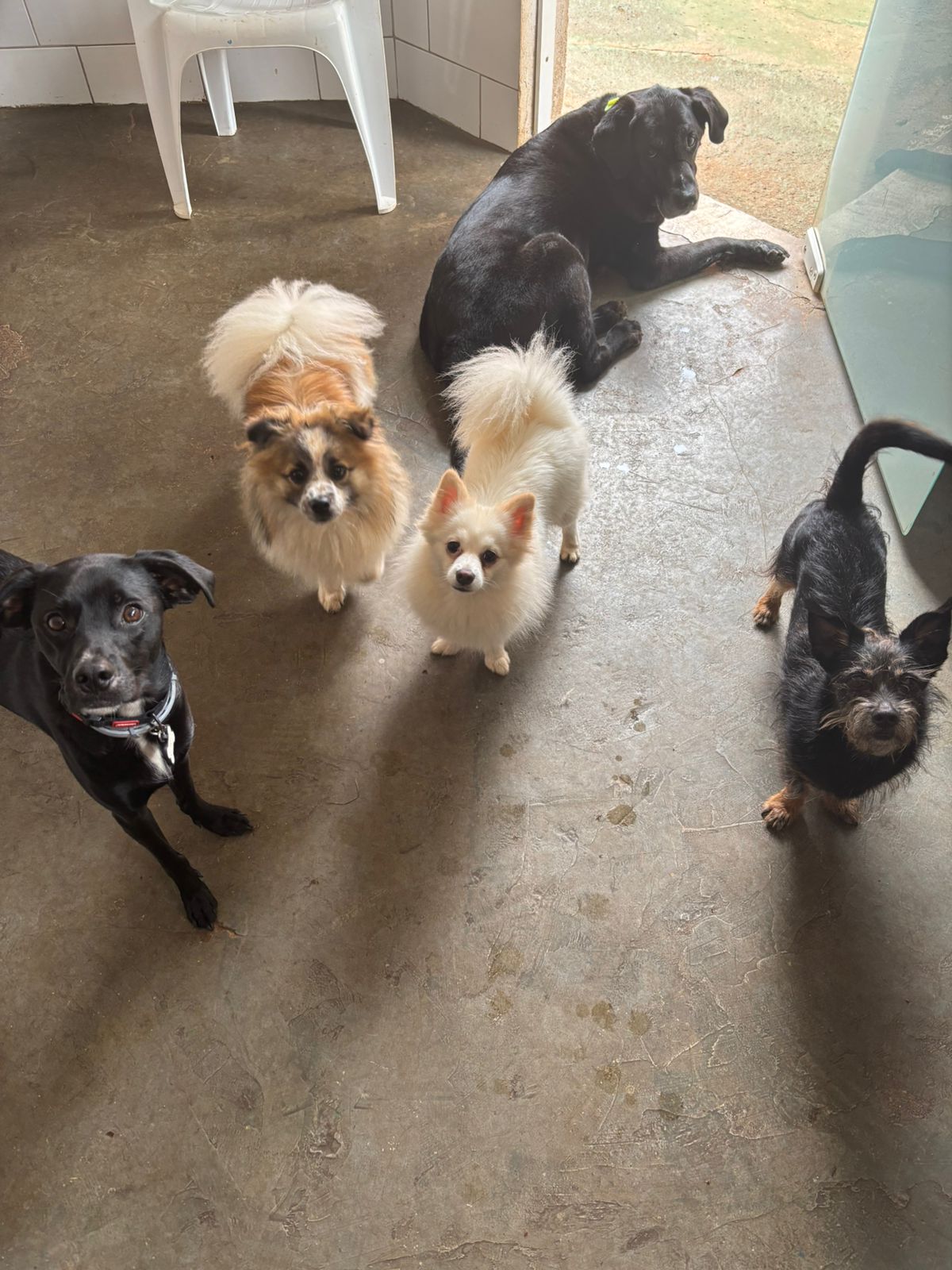 Foto do dia 13/01/2026 11:23  na clínica Animal House