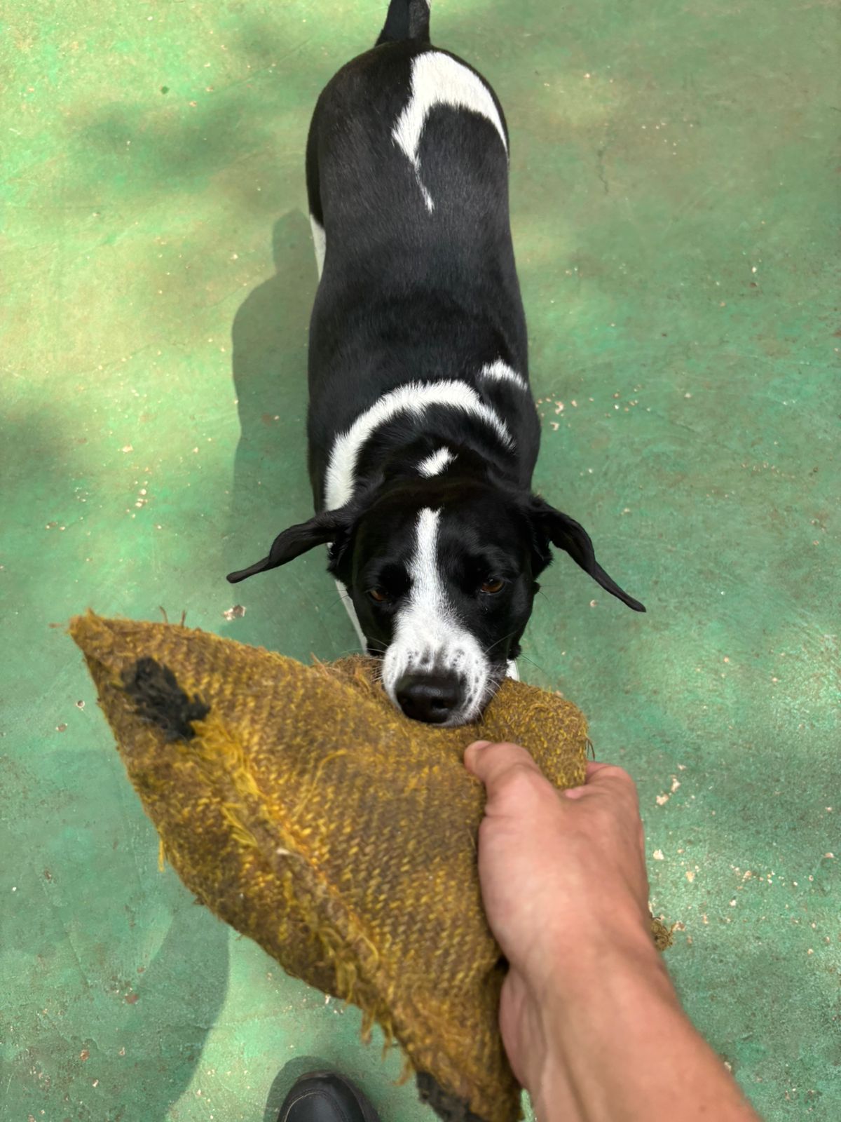 Foto do dia 28/01/2026 11:15  na clínica Animal House