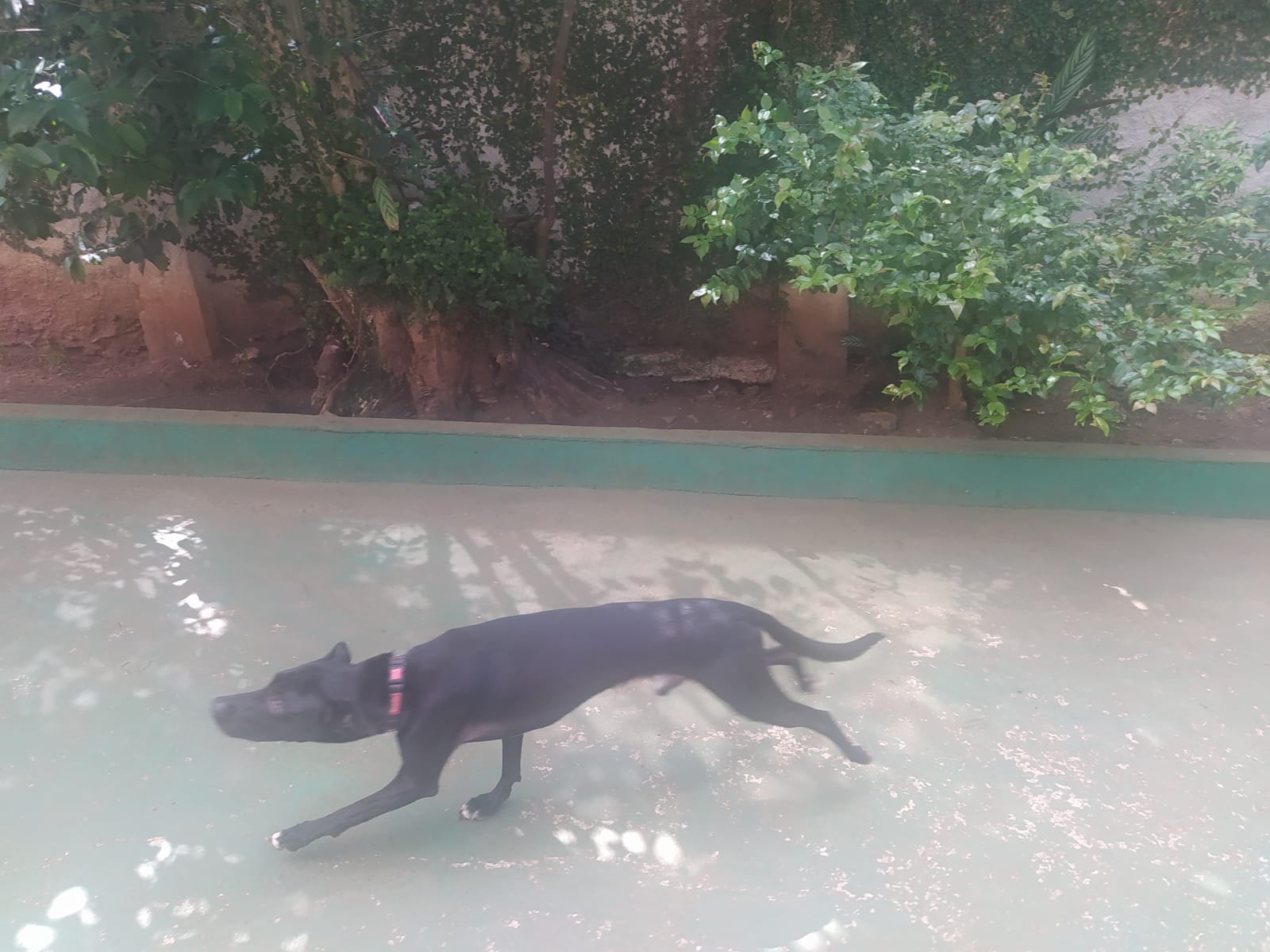 Foto do dia 29/01/2026 10:04  na clínica Animal House