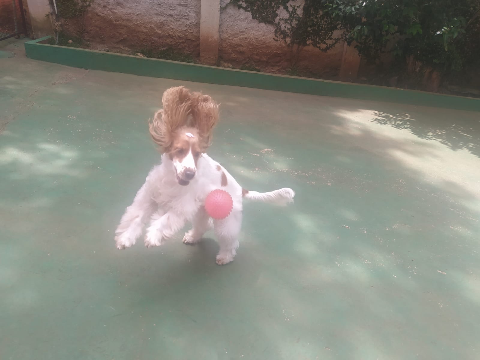 Foto do dia 29/01/2026 10:38  na clínica Animal House