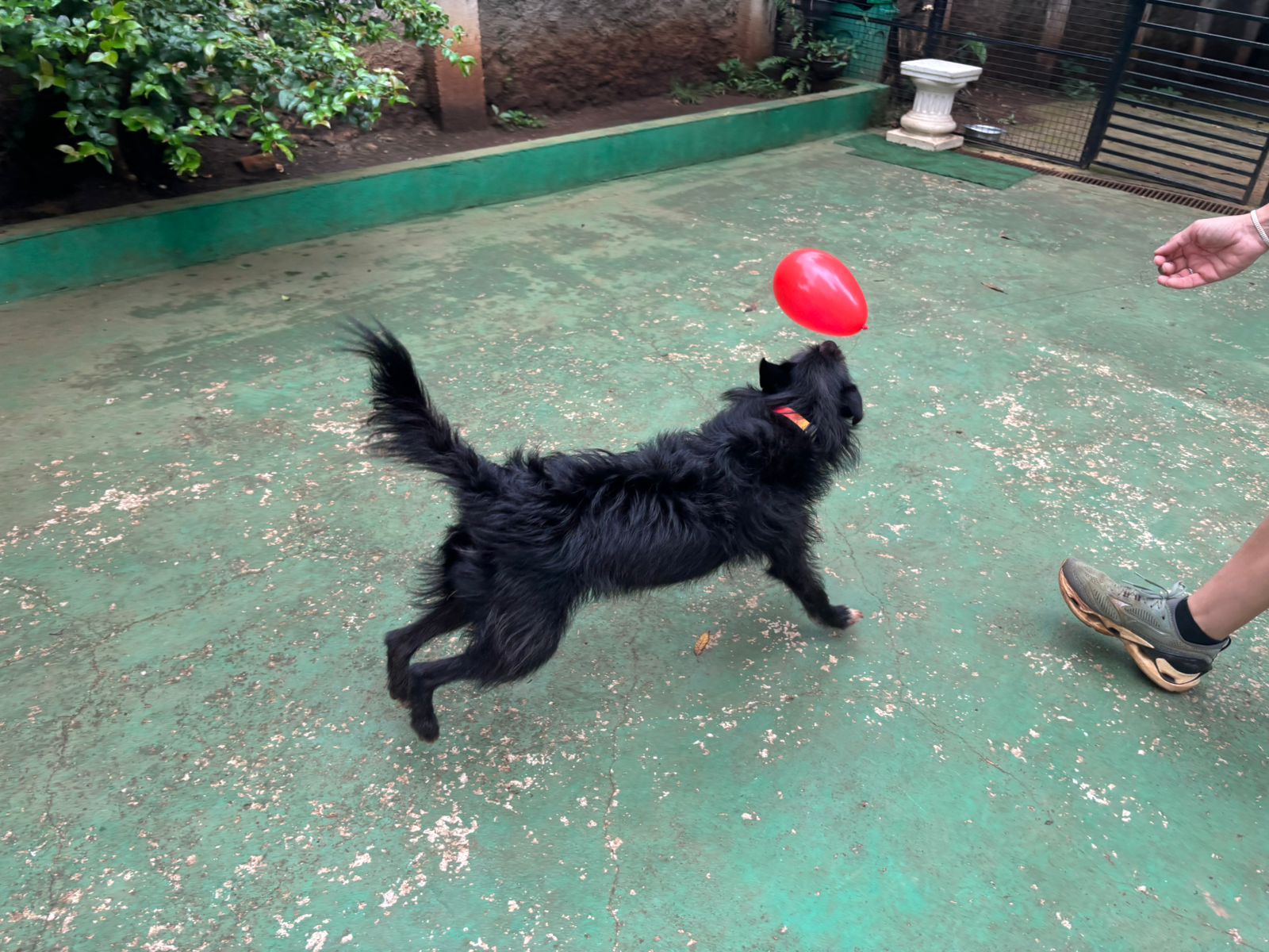 Foto do dia 30/01/2026 09:53  na clínica Animal House