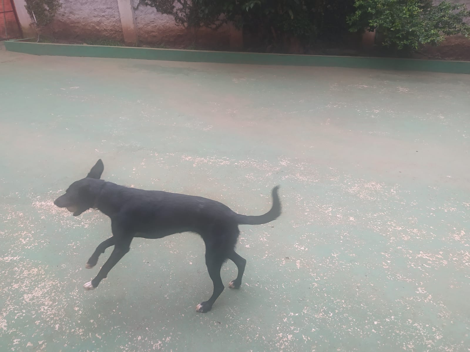 Foto do dia 30/01/2026 10:26  na clínica Animal House