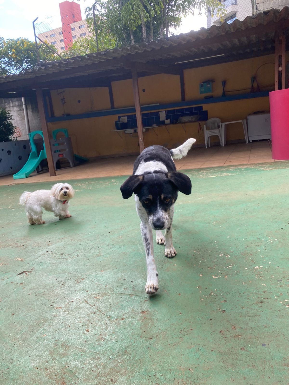 Foto do dia 30/01/2026 15:44  na clínica Animal House