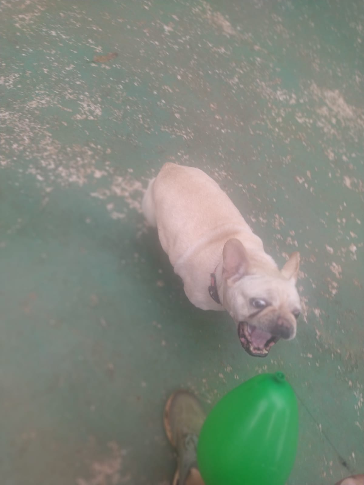 Foto do dia 02/02/2026 10:24  na clínica Animal House