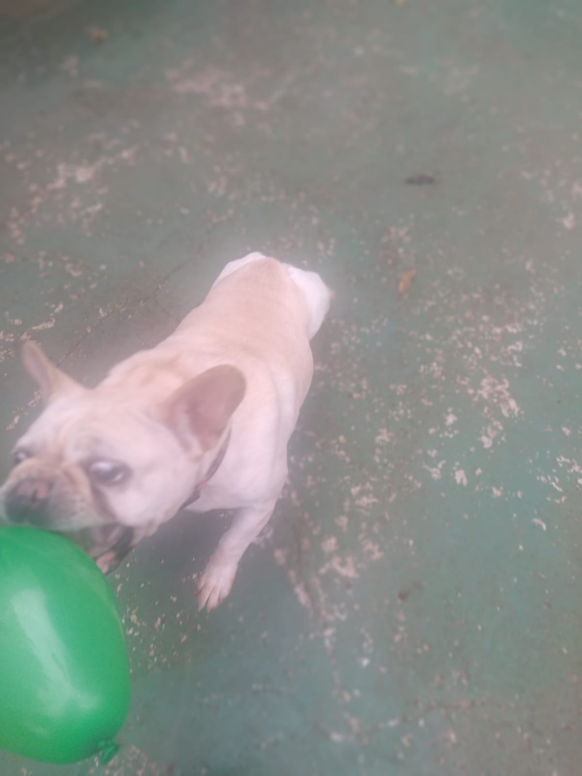 Foto do dia 02/02/2026 10:24  na clínica Animal House