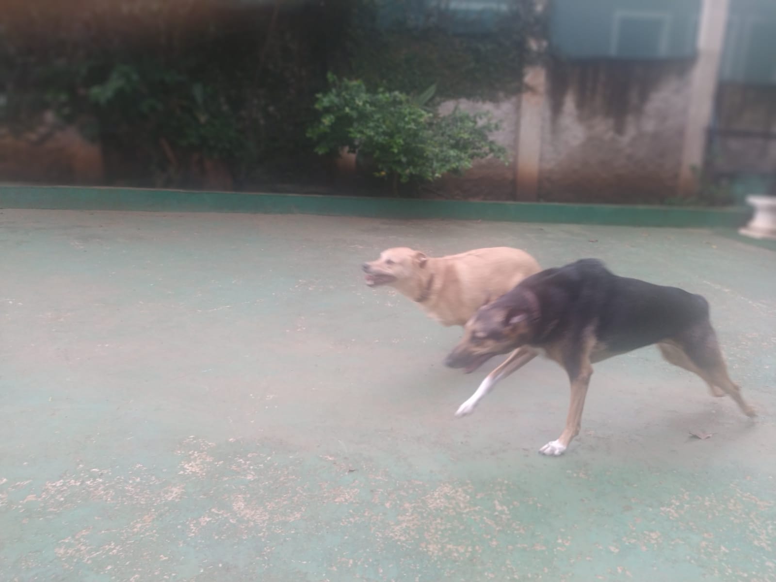 Foto do dia 04/02/2026 09:41  na clínica Animal House