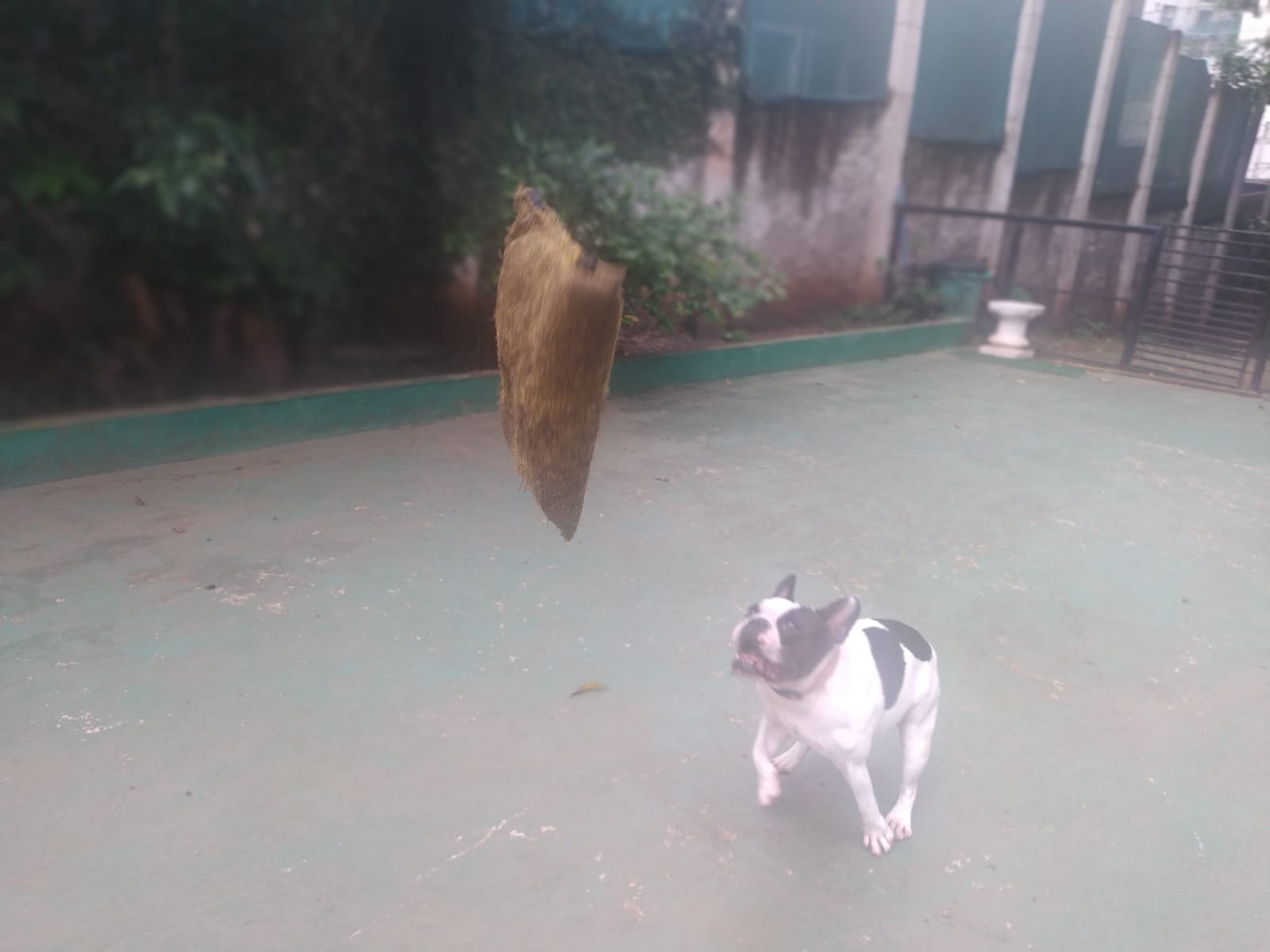 Foto do dia 04/02/2026 09:53  na clínica Animal House