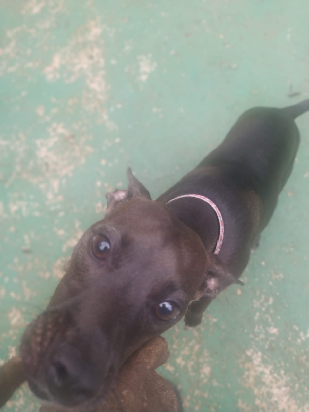 Foto do dia 04/02/2026 10:17  na clínica Animal House