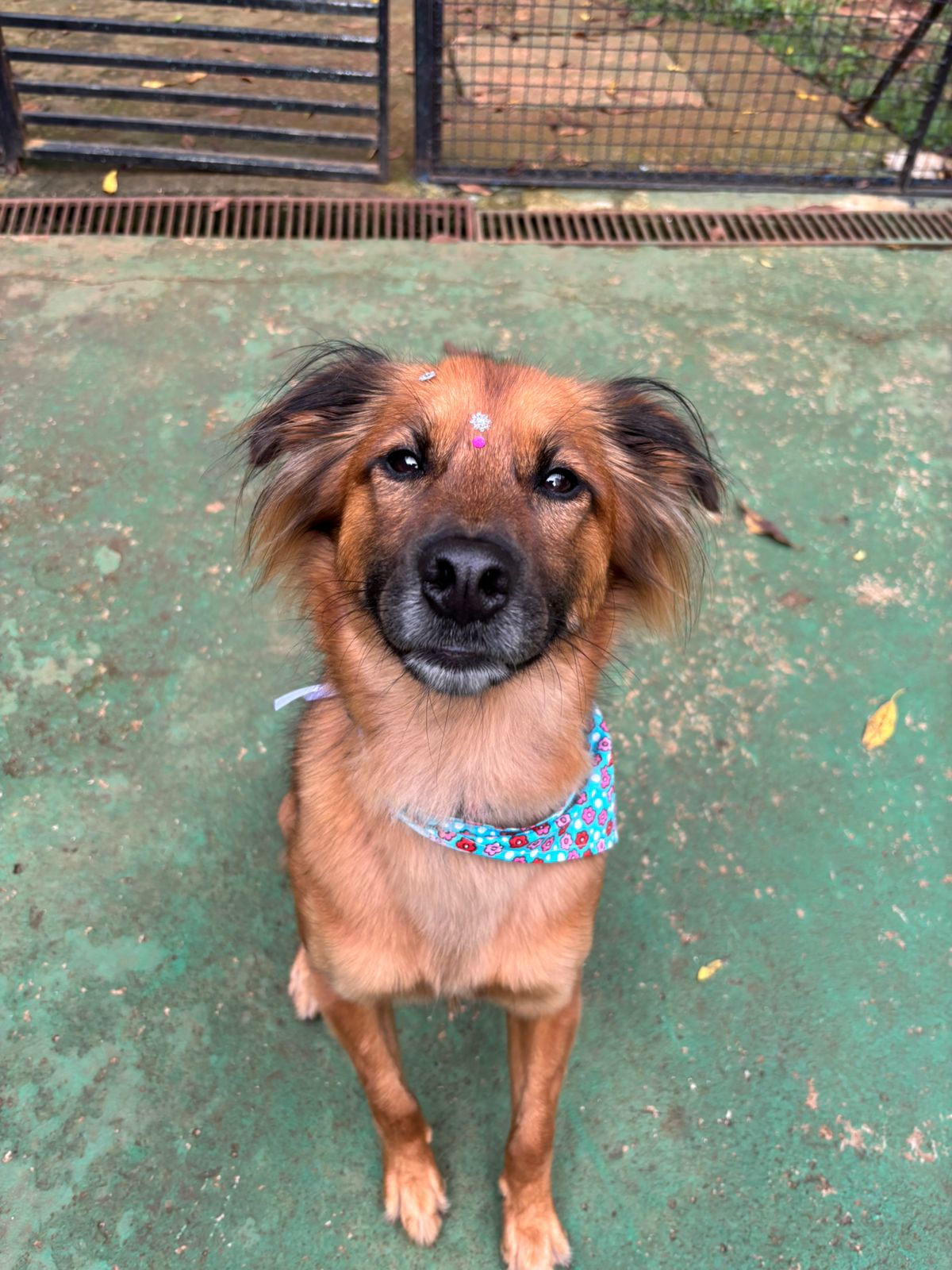 Foto do dia 04/02/2026 10:50  na clínica Animal House