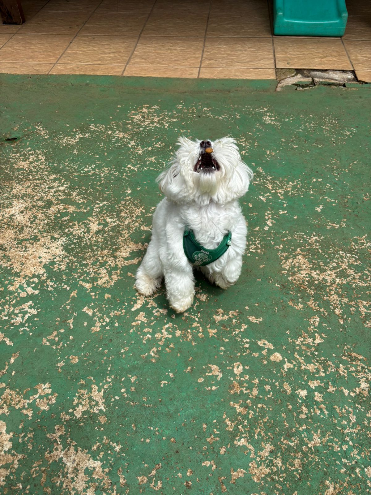 Foto do dia 04/02/2026 11:00  na clínica Animal House