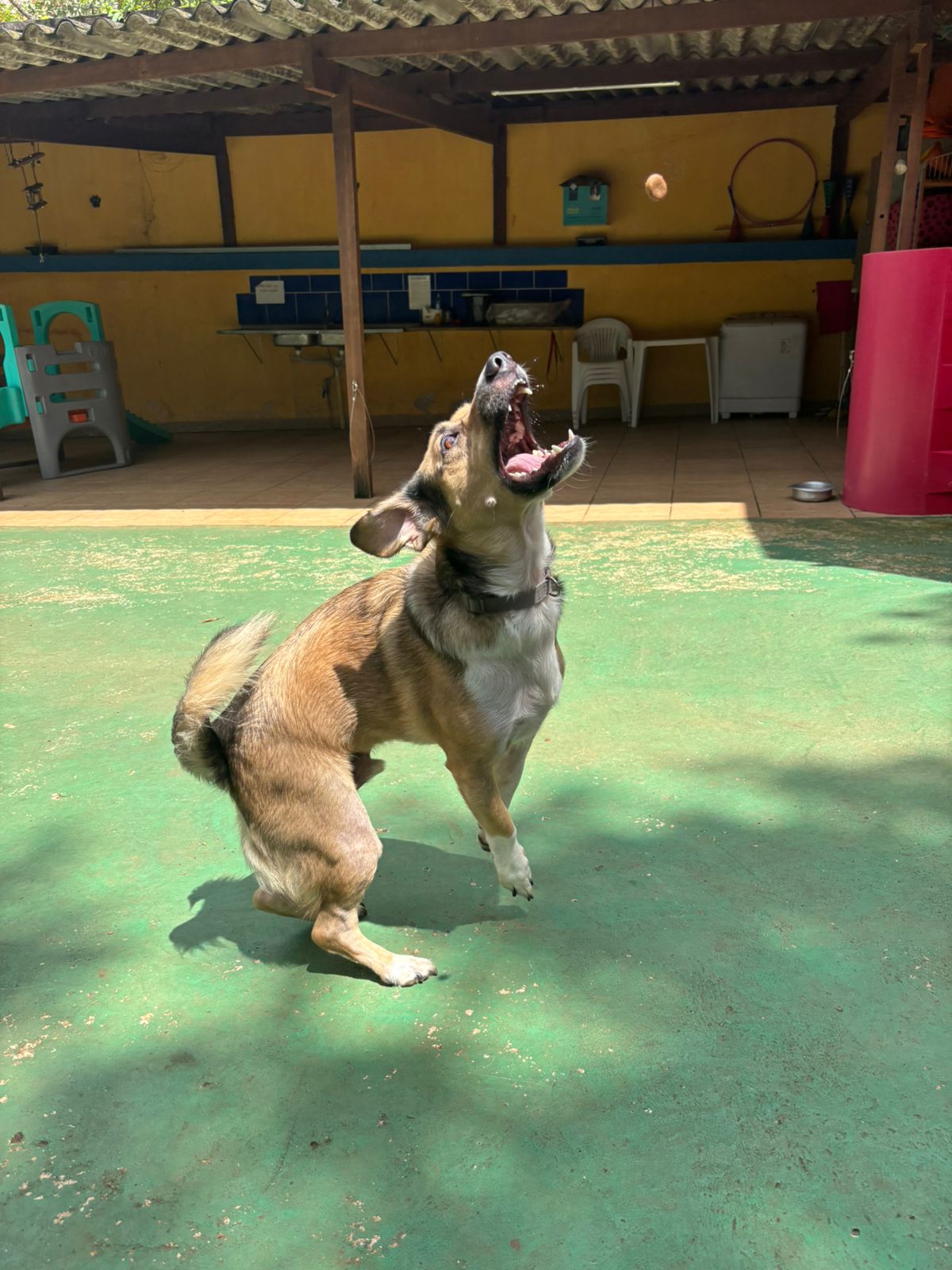 Foto do dia 04/02/2026 11:07  na clínica Animal House