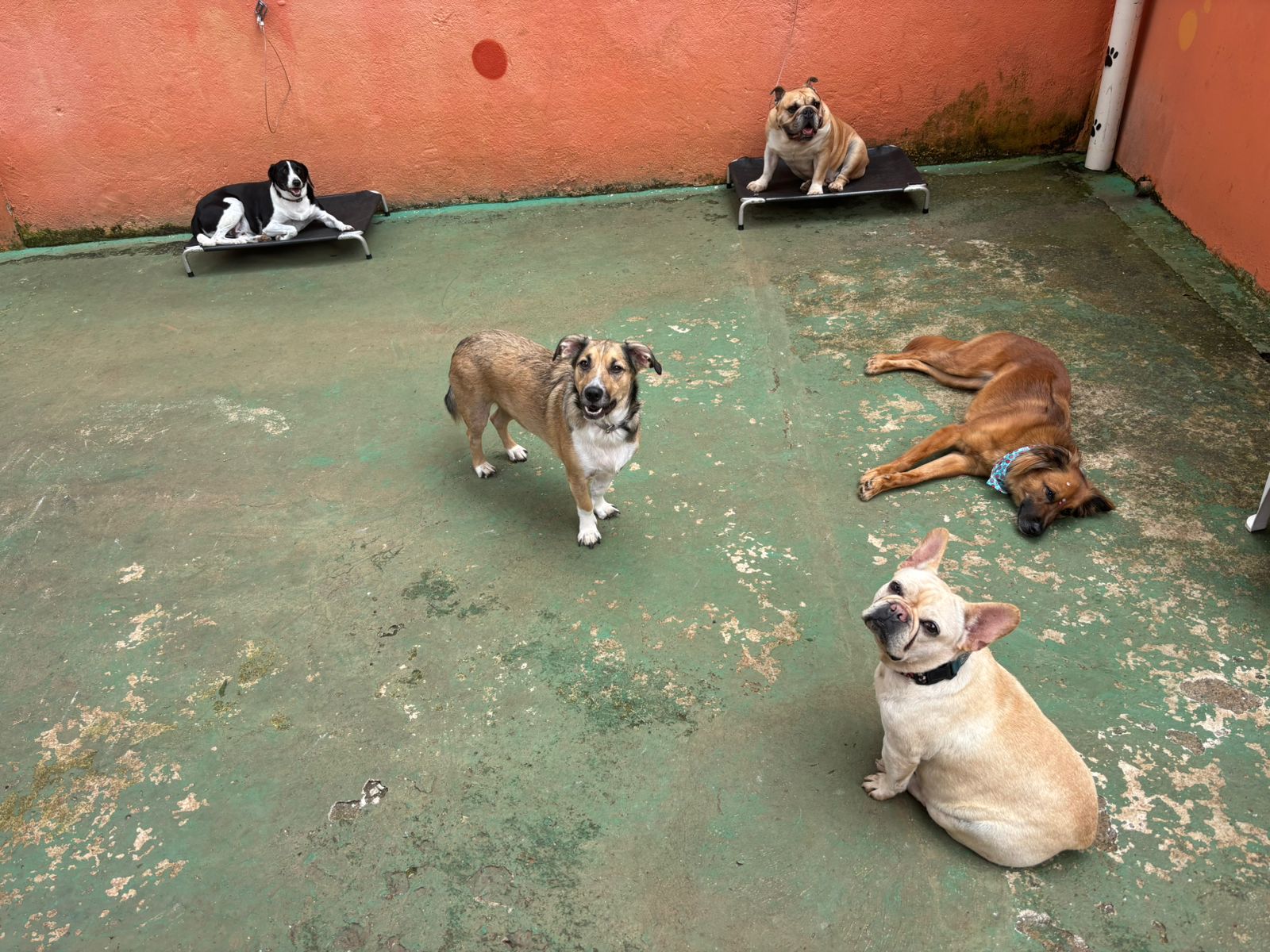 Foto do dia 04/02/2026 13:43  na clínica Animal House