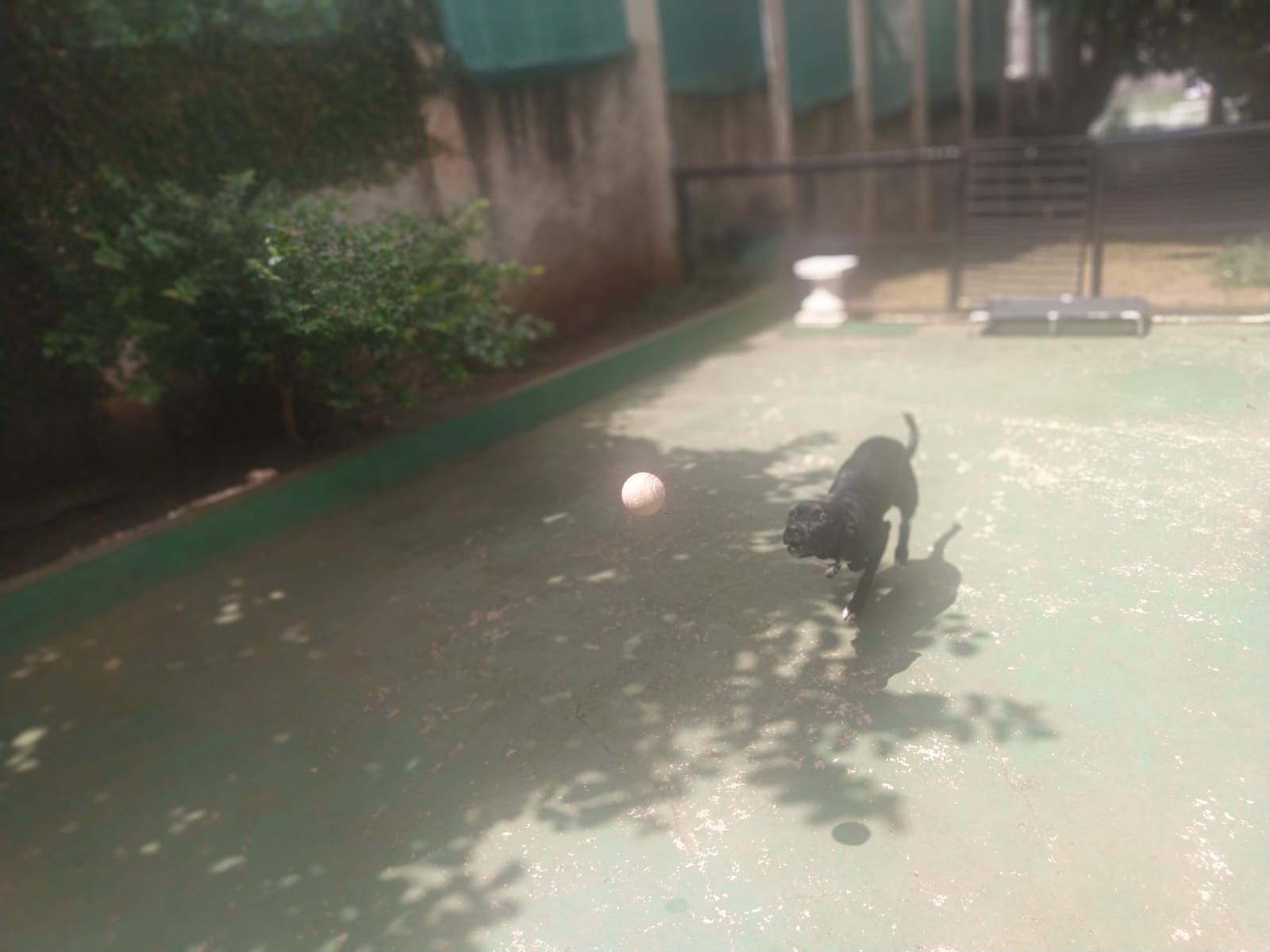 Foto do dia 05/02/2026 10:58  na clínica Animal House