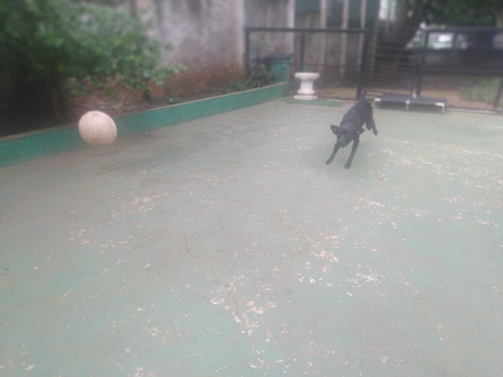 Foto do dia 05/02/2026 11:26  na clínica Animal House