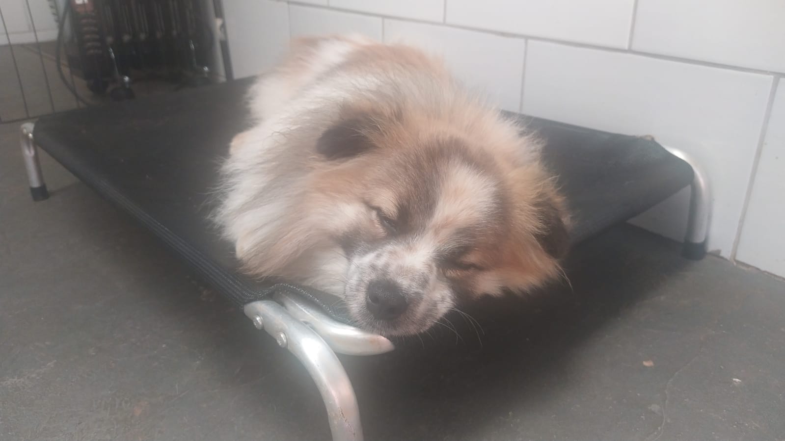 Foto do dia 05/02/2026 12:55  na clínica Animal House