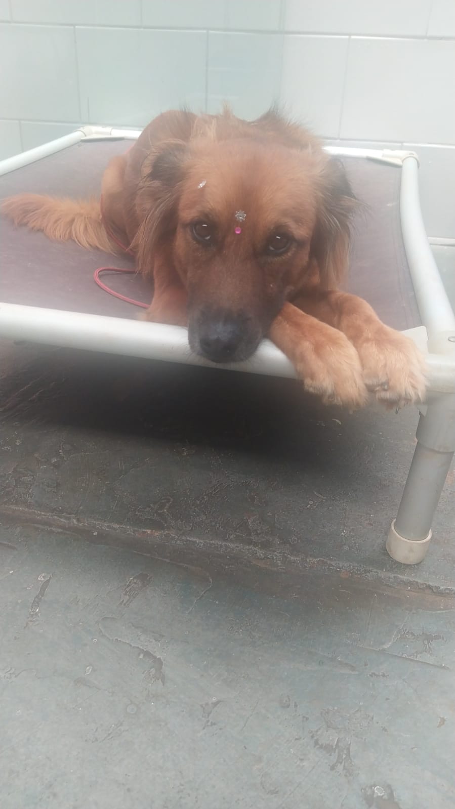 Foto do dia 05/02/2026 12:58  na clínica Animal House