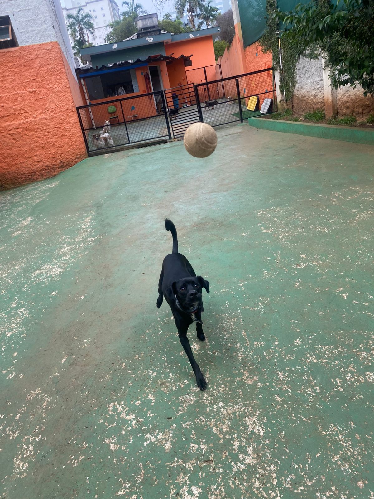 Foto do dia 05/02/2026 15:15  na clínica Animal House