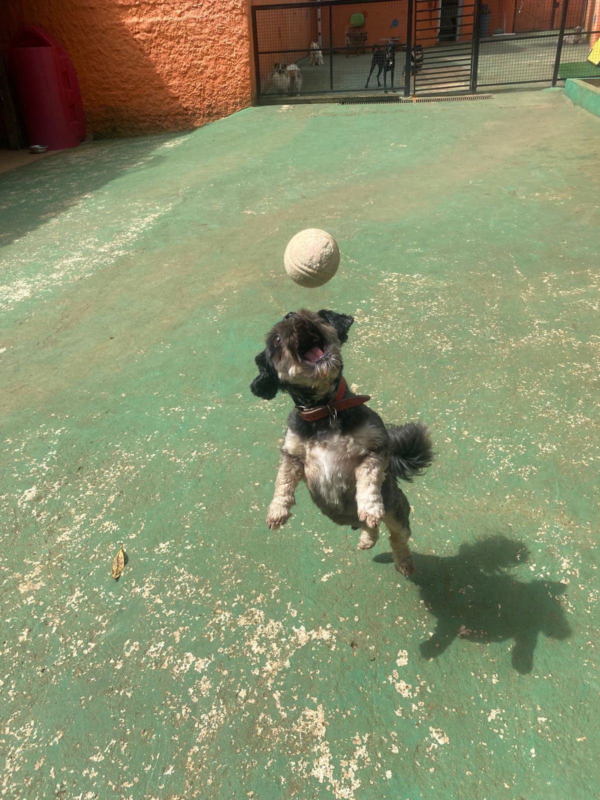 Foto do dia 05/02/2026 15:15  na clínica Animal House