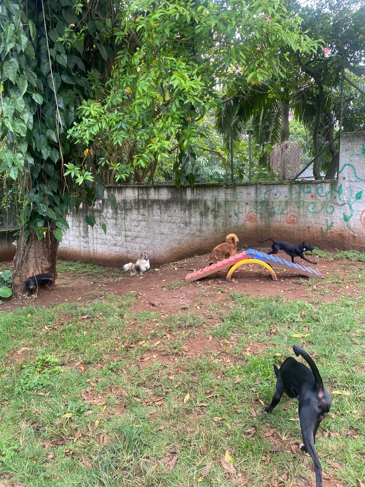 Foto do dia 05/02/2026 15:15  na clínica Animal House