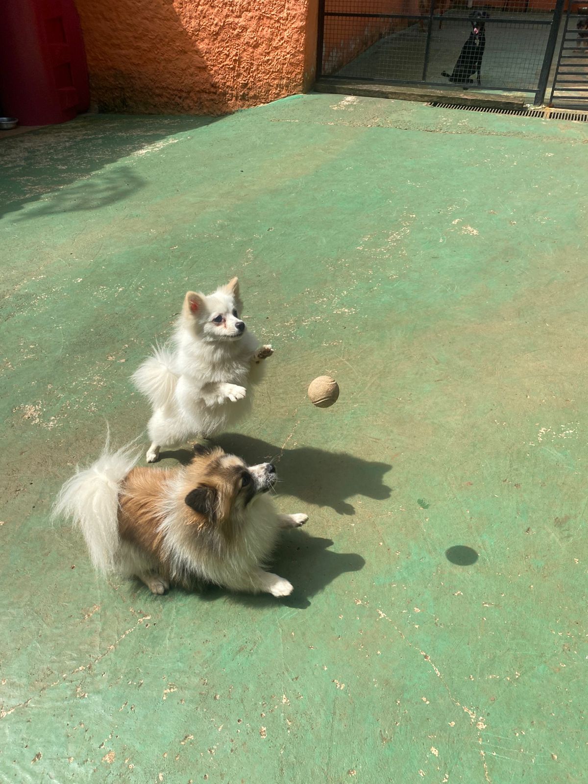 Foto do dia 05/02/2026 15:15  na clínica Animal House