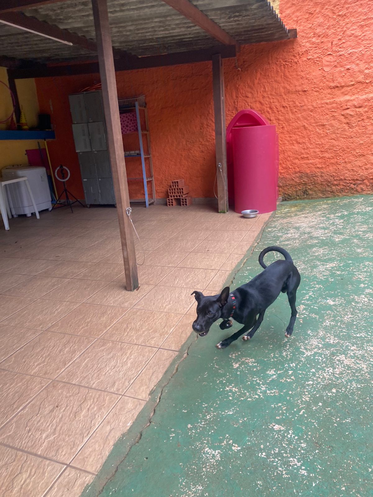 Foto do dia 05/02/2026 15:15  na clínica Animal House