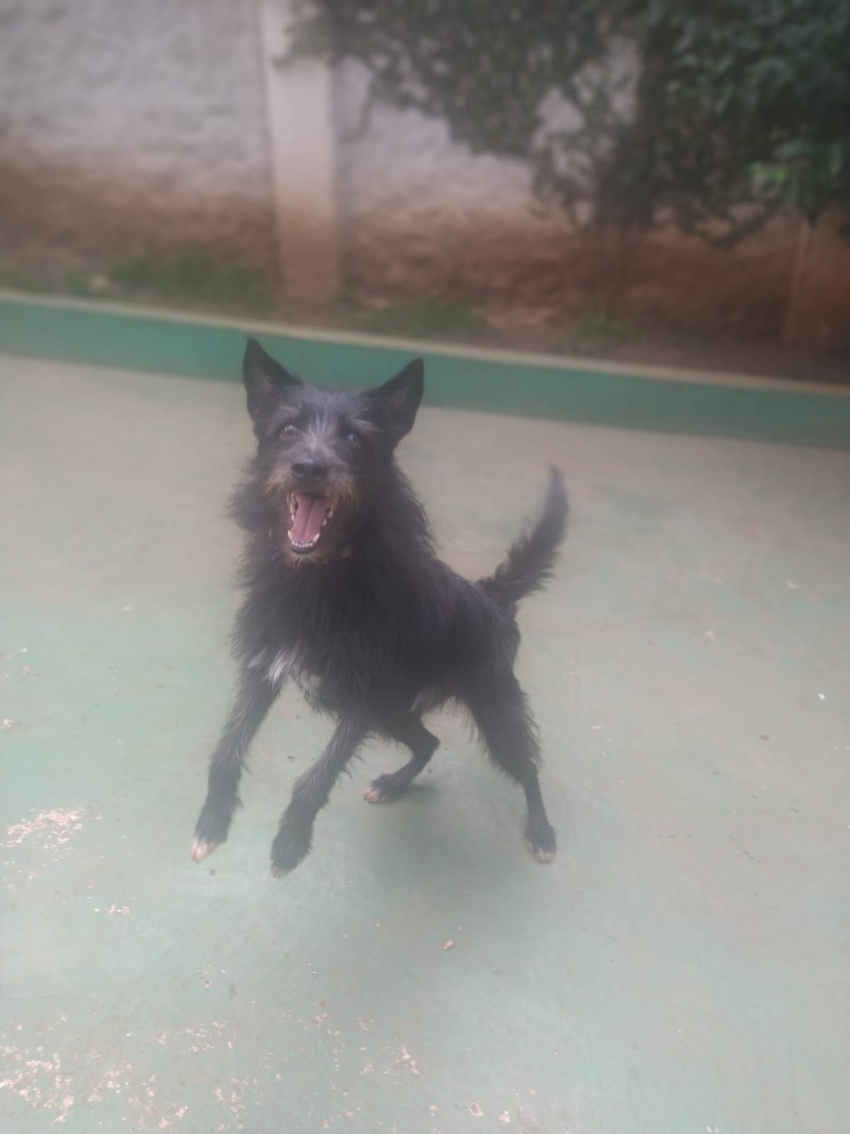 Foto do dia 06/02/2026 09:56  na clínica Animal House