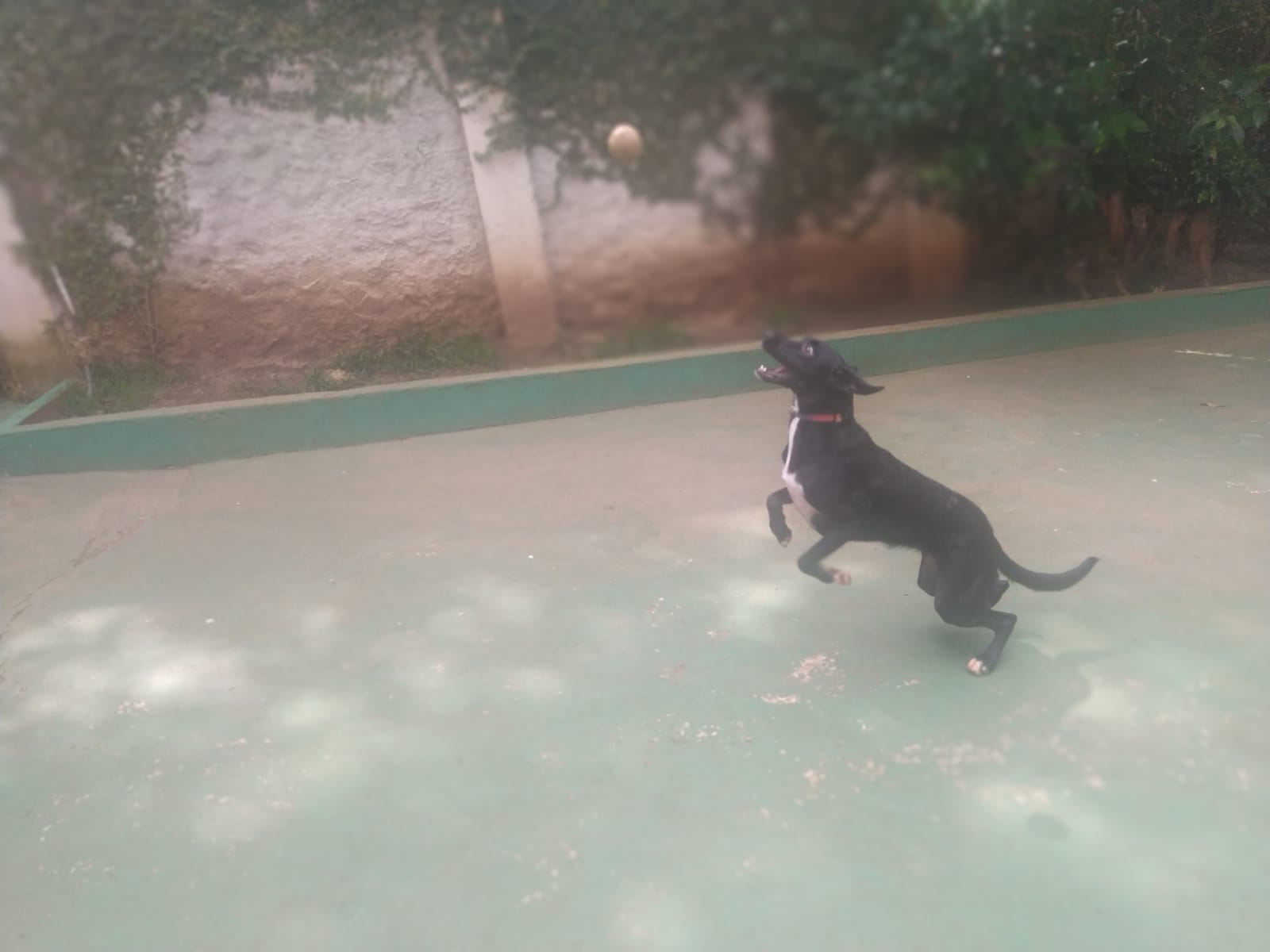 Foto do dia 06/02/2026 10:08  na clínica Animal House