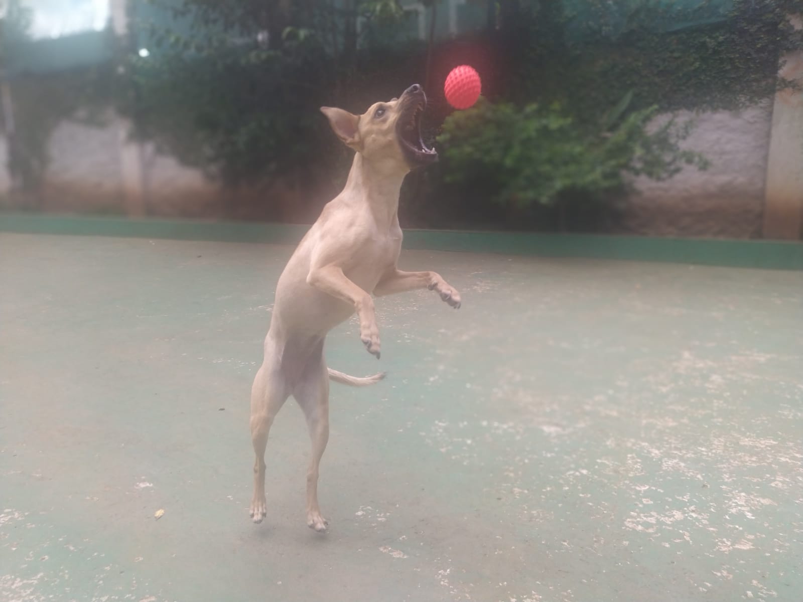 Foto do dia 06/02/2026 10:21  na clínica Animal House