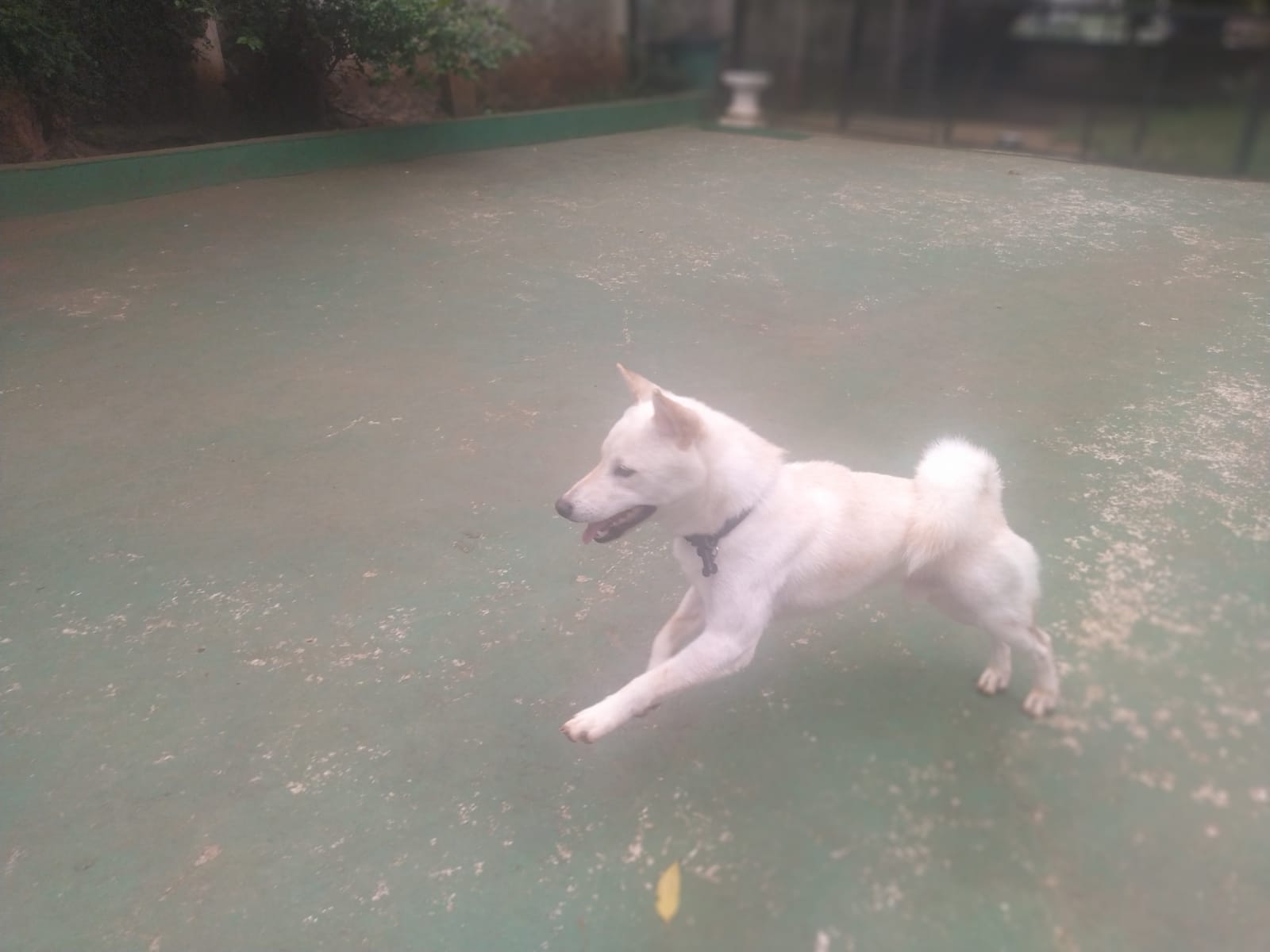 Foto do dia 06/02/2026 10:25  na clínica Animal House