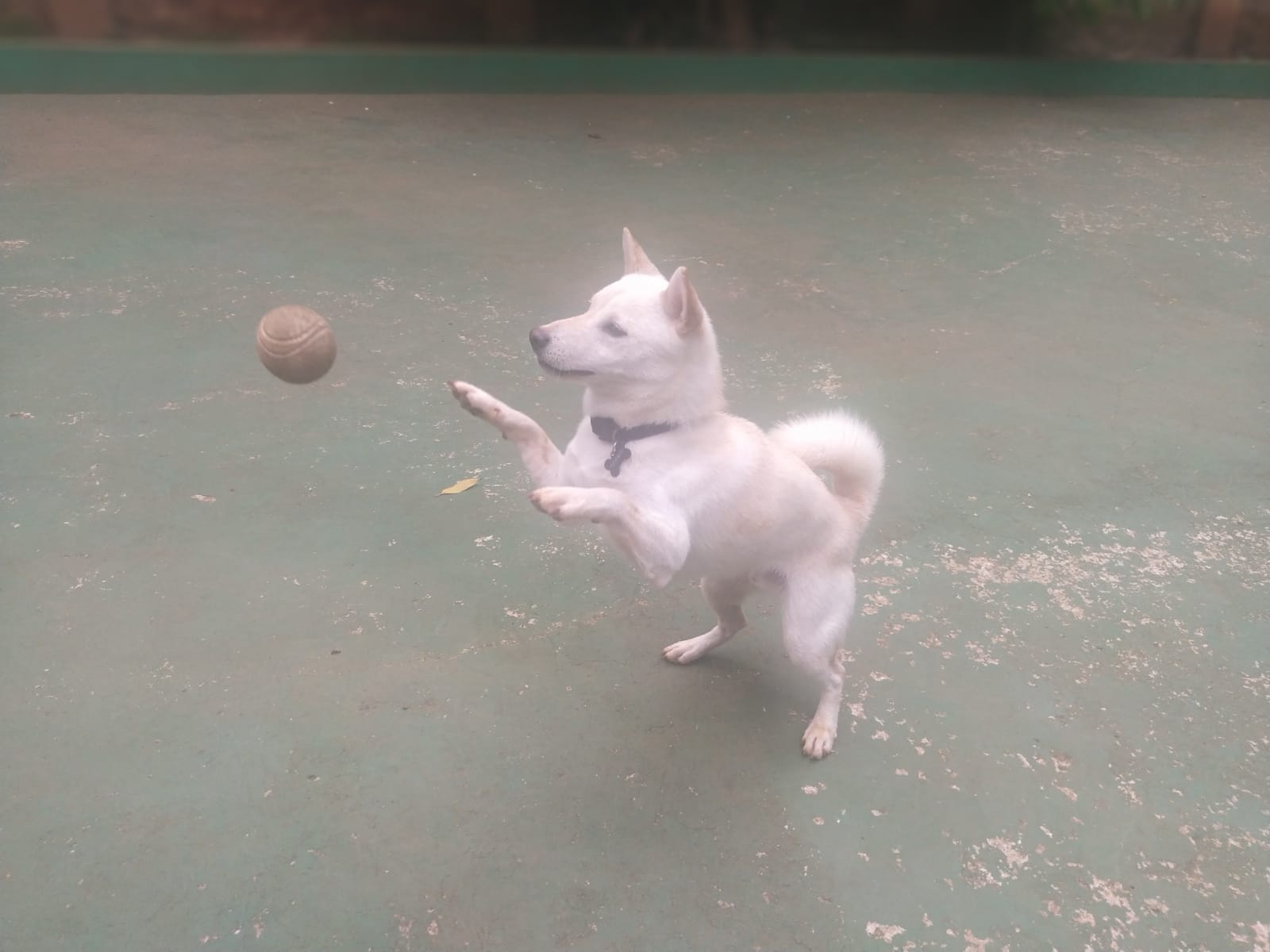 Foto do dia 06/02/2026 10:26  na clínica Animal House