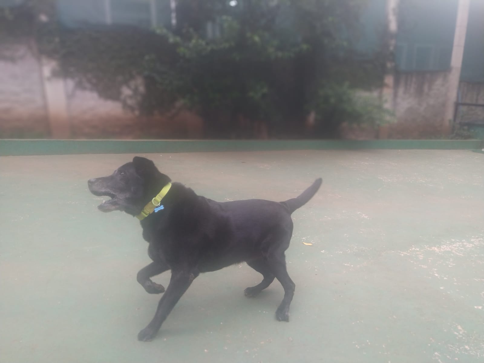 Foto do dia 06/02/2026 10:38  na clínica Animal House