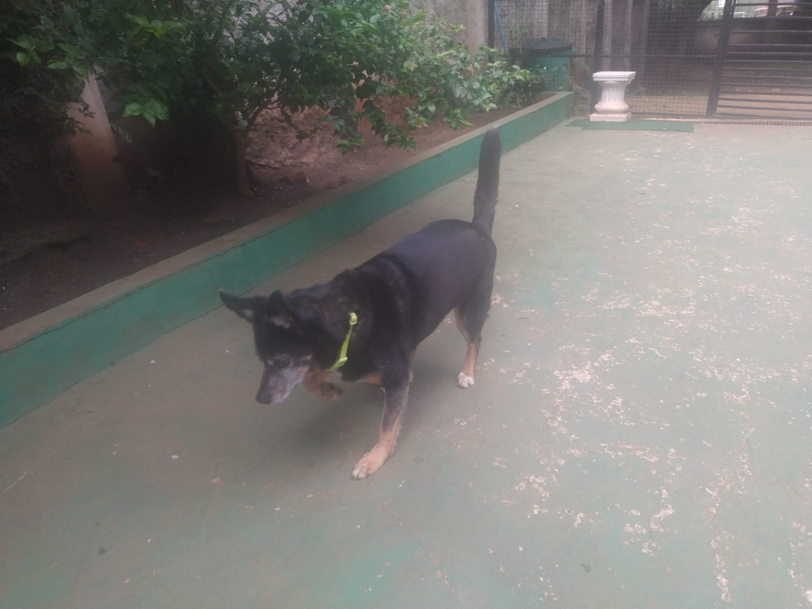 Foto do dia 06/02/2026 10:47  na clínica Animal House