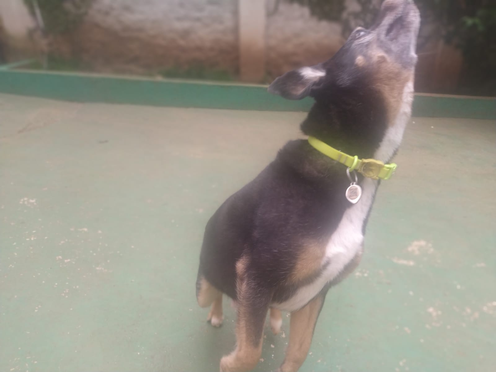 Foto do dia 06/02/2026 10:47  na clínica Animal House